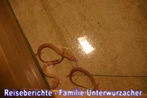 Höhlenmolche