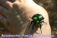 Grüner Käfer 