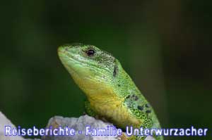 Grüne Echse in Konobe